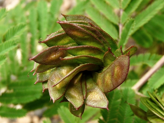 {Desmanthus illinoensis}